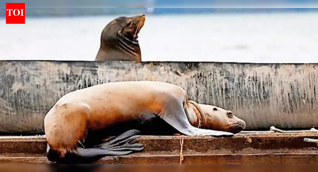 Team races against time to save a tangled sea lion in British Columbia