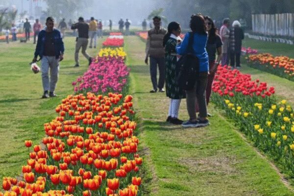 The New Delhi Municipal Council (NDMC) will launch a major beautification drive, planting over 2.6 lakh tulip bulbs across Lutyens Delhi starting December 27. NDMC Vice Chairperson Kuljeet Singh Chahal announced the initiative on Thursday, saying it aims to enhance the city’s aesthetics and combat pollution. Giving the details, Chahal said 5.17 lakh imported Dutch bulbs have arrived this season, with the NDMC receiving 3.25 lakh and the Delhi Development Authority (DDA) getting 1.92 lakh. “The NDMC will also plant 15,000 tulip bulbs preserved at the special conservation centre at the Tulip House in Lodhi Garden. Along with this, 20,700 tulip bulbs received from the CSIR-IHBT Research Centre, Palampur, will also be planted,” Chahal said. This year’s programme will prominently feature major religious sites in the NDMC area, Chahal said, adding that the council will decorate places like Birla Mandir, Hanuman Mandir and Bangla Sahib Gurudwara with vibrant tulip blooms, using both ground plantations and potted arrangements. Chahal shared details of the procurement of tulip bulbs in previous years, saying the NDMC purchased 62,800 in 2021-22, 1,40,210 in 2022-23, 2,00,000 in 2023-24 and 3,25,000 in 2024-25. He said the council will also create thematic displays in public gardens and roundabouts, conveying messages like “Ek Ped Maa Ke Naam”, “One Nation One Election”, and “Viksit Bharat”. The key locations for plantation include Shanti Path, Central Park at Connaught Place, Lodhi Garden and areas near the Vice President’s House. Sharing technical details, Chahal explained that tulip bulbs require a minimum temperature of around 5 degrees Celsius for nearly two months for proper germination. “Keeping Indian climatic conditions in mind, the NDMC has selected pre-treated and programmed tulip bulbs, which can develop well despite temperature fluctuations,” Chahal said. He said the council will make available approximately one lakh potted tulips for sale to citizens. The flowers, expected to bloom from February, will showcase various colours including white, yellow, red, pink, orange and purple. Chahal highlighted that the NDMC has pioneered public tulip plantation in India starting in 2017-18. He also cited broader green efforts, saying the NDMC planted over 3,400 trees and 29.9 lakh shrubs between April and October 2025, including drives at more than 20 foreign embassies under the “Ek Ped Maa Ke Naam” campaign.End of ArticleFollow Us On Social MediaVideos’Asking Since June…’: Priyanka Gandhi, Nitin Gadkari Share ‘Appointment’ Banter In Lok Sabha’Possibilities For Expansion’: Argentinian Envoy On Trade Partnership With IndiaCM Mamata Banerjee Renames West Bengal’s Job Guarantee Scheme ‘Karmashree’ After Mahatma GandhiNitish Kumar’s Hijab Shocker: BJP MP Giriraj Singh Defends Bihar CM’s Act With ‘Go To Hell’ RemarkIndia Flags Pakistan Role In Bangladesh Protests, Backs Awami League Demand For Free & Fair PollsIndia’s Silent Exodus: Over Two Lakh Indian Citizens Quit Passports Yearly Amid Changing AspirationsApache AH-64e And Prachand Give India A Two-Front Air Strike Edge From Deserts To High HimalayasLok Sabha Passes Viksit Bharat G Ram G Bill Amid Protests, Opposition Tears Copies Over Gandhi Name‘Worst Is Behind Us’: IndiGo CEO Says Airline Back on Track After Operational CrisisIndia Has Changed Its Economic DNA, Grows Over 8 Percent Amid Global Challenges: PM Modi in Oman123Photostories5 things the parents of happy kids do differentlyWinter Dinner: How to make Mangalorean Chicken Ghee RoastRani Mukerji to Shilpa Shetty: Who wore what to Bollywood choreographer Vaibhavi Merchant’s birthday bashAll about Medha Rana: From an army household to playing Varun Dhawan’s leading lady in ‘Border 2’ after her debut alongside Arjun Rampal10 unique and lesser-known fruits from around the world7 timeless quotes from George Orwell’s 1984 that still resonateWinter Special: How to make Creamy Broccoli and Almond Soup for dinner9 vegetarian foods that are rich sources of magnesiumPrada’s Kolhapuri sandals to Louis Vuitton’s ‘Auto Bag’: 5 most controversial releases of 2025TV stars who got married in 2025: Hina Khan and Rocky Jaiswal to Sara Khan and Krish Pathak123Hot PicksTrump Gold CardUAE WeatherIndia Oman TradeGold rate todaySilver rate todayPublic Holidays DecemberBank Holidays DecemberTop TrendingKyrie IrvingBrian SmithSarfaraz KhanThe UndertakerPatrick Mahomes InjuryUGC Net Exam ScheduleRavi BishnoiNidhhi AgerwalStephen Curry NBA ContractNBA Cup Banner
