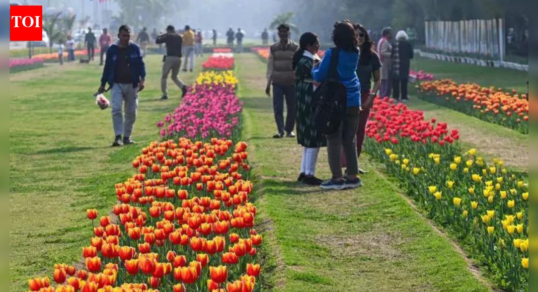 The New Delhi Municipal Council (NDMC) will launch a major beautification drive, planting over 2.6 lakh tulip bulbs across Lutyens Delhi starting December 27. NDMC Vice Chairperson Kuljeet Singh Chahal announced the initiative on Thursday, saying it aims to enhance the city’s aesthetics and combat pollution. Giving the details, Chahal said 5.17 lakh imported Dutch bulbs have arrived this season, with the NDMC receiving 3.25 lakh and the Delhi Development Authority (DDA) getting 1.92 lakh. “The NDMC will also plant 15,000 tulip bulbs preserved at the special conservation centre at the Tulip House in Lodhi Garden. Along with this, 20,700 tulip bulbs received from the CSIR-IHBT Research Centre, Palampur, will also be planted,” Chahal said. This year’s programme will prominently feature major religious sites in the NDMC area, Chahal said, adding that the council will decorate places like Birla Mandir, Hanuman Mandir and Bangla Sahib Gurudwara with vibrant tulip blooms, using both ground plantations and potted arrangements. Chahal shared details of the procurement of tulip bulbs in previous years, saying the NDMC purchased 62,800 in 2021-22, 1,40,210 in 2022-23, 2,00,000 in 2023-24 and 3,25,000 in 2024-25. He said the council will also create thematic displays in public gardens and roundabouts, conveying messages like “Ek Ped Maa Ke Naam”, “One Nation One Election”, and “Viksit Bharat”. The key locations for plantation include Shanti Path, Central Park at Connaught Place, Lodhi Garden and areas near the Vice President’s House. Sharing technical details, Chahal explained that tulip bulbs require a minimum temperature of around 5 degrees Celsius for nearly two months for proper germination. “Keeping Indian climatic conditions in mind, the NDMC has selected pre-treated and programmed tulip bulbs, which can develop well despite temperature fluctuations,” Chahal said. He said the council will make available approximately one lakh potted tulips for sale to citizens. The flowers, expected to bloom from February, will showcase various colours including white, yellow, red, pink, orange and purple. Chahal highlighted that the NDMC has pioneered public tulip plantation in India starting in 2017-18. He also cited broader green efforts, saying the NDMC planted over 3,400 trees and 29.9 lakh shrubs between April and October 2025, including drives at more than 20 foreign embassies under the “Ek Ped Maa Ke Naam” campaign.End of ArticleFollow Us On Social MediaVideos’Asking Since June…’: Priyanka Gandhi, Nitin Gadkari Share ‘Appointment’ Banter In Lok Sabha’Possibilities For Expansion’: Argentinian Envoy On Trade Partnership With IndiaCM Mamata Banerjee Renames West Bengal’s Job Guarantee Scheme ‘Karmashree’ After Mahatma GandhiNitish Kumar’s Hijab Shocker: BJP MP Giriraj Singh Defends Bihar CM’s Act With ‘Go To Hell’ RemarkIndia Flags Pakistan Role In Bangladesh Protests, Backs Awami League Demand For Free & Fair PollsIndia’s Silent Exodus: Over Two Lakh Indian Citizens Quit Passports Yearly Amid Changing AspirationsApache AH-64e And Prachand Give India A Two-Front Air Strike Edge From Deserts To High HimalayasLok Sabha Passes Viksit Bharat G Ram G Bill Amid Protests, Opposition Tears Copies Over Gandhi Name‘Worst Is Behind Us’: IndiGo CEO Says Airline Back on Track After Operational CrisisIndia Has Changed Its Economic DNA, Grows Over 8 Percent Amid Global Challenges: PM Modi in Oman123Photostories5 things the parents of happy kids do differentlyWinter Dinner: How to make Mangalorean Chicken Ghee RoastRani Mukerji to Shilpa Shetty: Who wore what to Bollywood choreographer Vaibhavi Merchant’s birthday bashAll about Medha Rana: From an army household to playing Varun Dhawan’s leading lady in ‘Border 2’ after her debut alongside Arjun Rampal10 unique and lesser-known fruits from around the world7 timeless quotes from George Orwell’s 1984 that still resonateWinter Special: How to make Creamy Broccoli and Almond Soup for dinner9 vegetarian foods that are rich sources of magnesiumPrada’s Kolhapuri sandals to Louis Vuitton’s ‘Auto Bag’: 5 most controversial releases of 2025TV stars who got married in 2025: Hina Khan and Rocky Jaiswal to Sara Khan and Krish Pathak123Hot PicksTrump Gold CardUAE WeatherIndia Oman TradeGold rate todaySilver rate todayPublic Holidays DecemberBank Holidays DecemberTop TrendingKyrie IrvingBrian SmithSarfaraz KhanThe UndertakerPatrick Mahomes InjuryUGC Net Exam ScheduleRavi BishnoiNidhhi AgerwalStephen Curry NBA ContractNBA Cup Banner