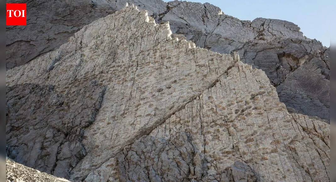 20,000 Triassic dinosaur footprints found in Italy reveal rare clues to prehistoric group life
