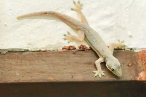 6 plants that will keep lizards away from your home naturally |