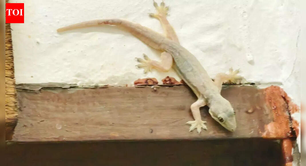 6 plants that will keep lizards away from your home naturally |