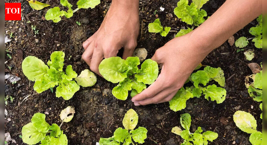 Can sick plants make people ill: Understanding the hidden risks of plant pathogens, fungi, and toxins |