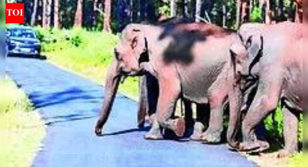 Court will always lean towards animals who suffer silently: SC | India News