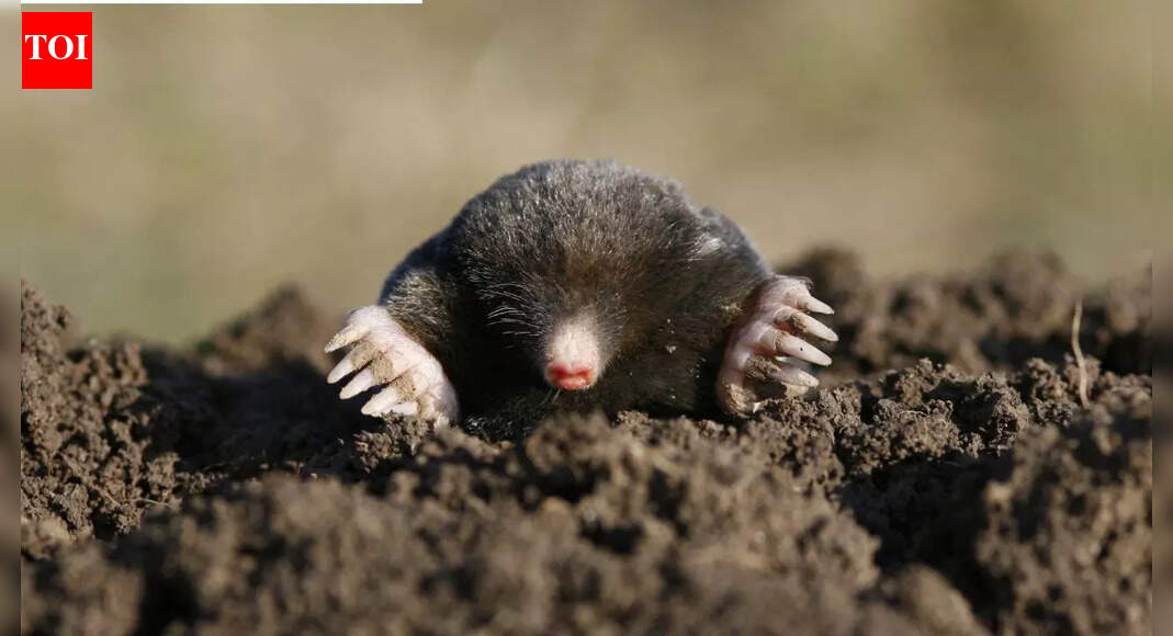 Daily mistakes that could be attracting moles to your gardens and lawns |