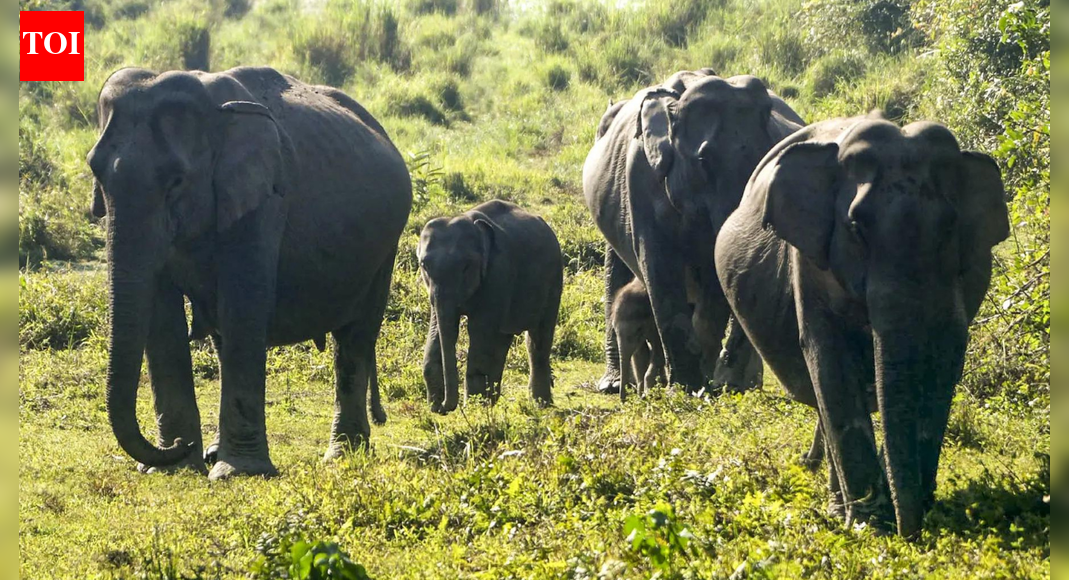 NEW DELHI: In the centuries-old human-animal conflict invariably leading to constricting the wild habitat, the Supreme Court on Friday gave an assurance to wildlife that the court would always lean towards the animals who suffer silently when their migration paths are impeded by commercial tourism ventures.A bench of Chief Justice Surya Kant and justices Joymalya Bagchi and Vipul M Pancholi said this while hearing petitions by various wildlife resorts, which have been asked to vacate after the Tamil Nadu government notified elephant corridors in Sigur Plateau in the Nilgiris.The HC on September 12 had approved the recommendation of an SC-appointed committee, which had declared that the land purchased by private parties on the elephant corridors in Sigur Plateau was illegal and that the constructions raised on these lands need to be dismantled.The HC order came on petitions by owners of private forest lodges/resorts, which had challenged the findings of the expert committee headed by former judge K Venkataraman. The committee was set up by the SC after the district collector of Nilgiris had informed the apex court that there was a total of over 800 constructions, including 39 resorts and 390 houses, inside the Sigur elephant corridor. The authorities sent demolition notices to 35 resorts last year.Senior advocates Salman Khurshid and Shoeb Alam argued that owners of these resorts/forest lodges had bought the properties much before the elephant corridors had been notified, and that they should be allowed to continue with their eco-friendly business with a rider that they must not expand their business ventures.The bench said, “The finding of the committee is clear – all of you are there for commercial purposes and on the elephant corridor. This definitely interferes with elephant movement. If at any time there is any doubt where the benefit should go, it must go to these silent victims (elephants and wild animals) of commercial development.”However, it agreed with Alam’s request to hear all the petitions, some of which are pending from earlier, together and posted the final hearing on January 5.End of ArticleFollow Us On Social MediaVideosChina Reviving Air, Submarine Bases In Bangladesh Amid Unrest, Ex-Envoy Warns Of Strategic TrapUN Warns Bangladesh Against Violence After Protest Leader Osman Hadi Shot, Seeks Accountability Now’Yoga Is Medicine, Not Just Practice’: PM Modi’s Global Message At WHO Traditional Medicine SummitVaping, Bhow-Bhow & Shouting Match: A Look At Viral Moments Of Parl As Chaotic Winter Session EndsBondi Beach Terror Suspect Visited Hyderabad Six Times After Leaving India, Telangana Police Reveal’To Delay Elections, Instigate India’: Former Minister Blames Yunus Govt For Bangladesh ViolenceBangladesh Crisis: Tharoor Panel Red Flags 5 Reasons That Make It India’s Biggest Test Since 1971Rijiju Blames Congress As Parliament Session Ends Without Pollution Debate, Jairam Ramesh RespondsBangladesh: Hindu Man Lynching Sparks Outrage, Former Indian Envoy Calls Situation Total MobocracyExplained: Why Bangladesh’s Fresh Unrest Ahead Of Polls Is One Of India’s Biggest Strategic Worries123PhotostoriesChristmas 2025: Best Christmas books to gift your childBollywood’s green brigade, Amitabh Bachchan, John Abraham, Shahid Kapoor, go plant-poweredThese places can bring bad luck based on your birth dateWeight loss Diet: How to make Mushroom Oats Omelette with just 1 tsp oil for breakfastCelebrity divorces and breakups in Bollywood in 2025: From Dhanashree Verma-Yuzvendra Chahal to Tamannaah Bhatia to Vijay Verma5 simple moves that keep kids active without calling it a workoutMerry Christmas 2025: The hidden science behind snowflakes and why no two are ever the sameBaby names inspired by female warriors of IndiaThe right way to add protein to your diet, according to ICMRAlia Bhatt, Ranveer Singh, Ayushmann Khurrana redefine method dressing123Hot Picksvb g ram gEpstein files releasedUAE RainGold rate todaySilver rate todayPublic Holidays DecemberBank Holidays DecemberTop TrendingJosh Allen Luxury Car CollectionRandi MahomesAuston MatthewsWho is Nicole LundersJeremy Doku and Shireen Doku Net WorthRBSE Rajasthan Board Exam Time TableWalker Buehlers WifeSibley ScolesAssam Rajdani Express TragedyUS Strikes