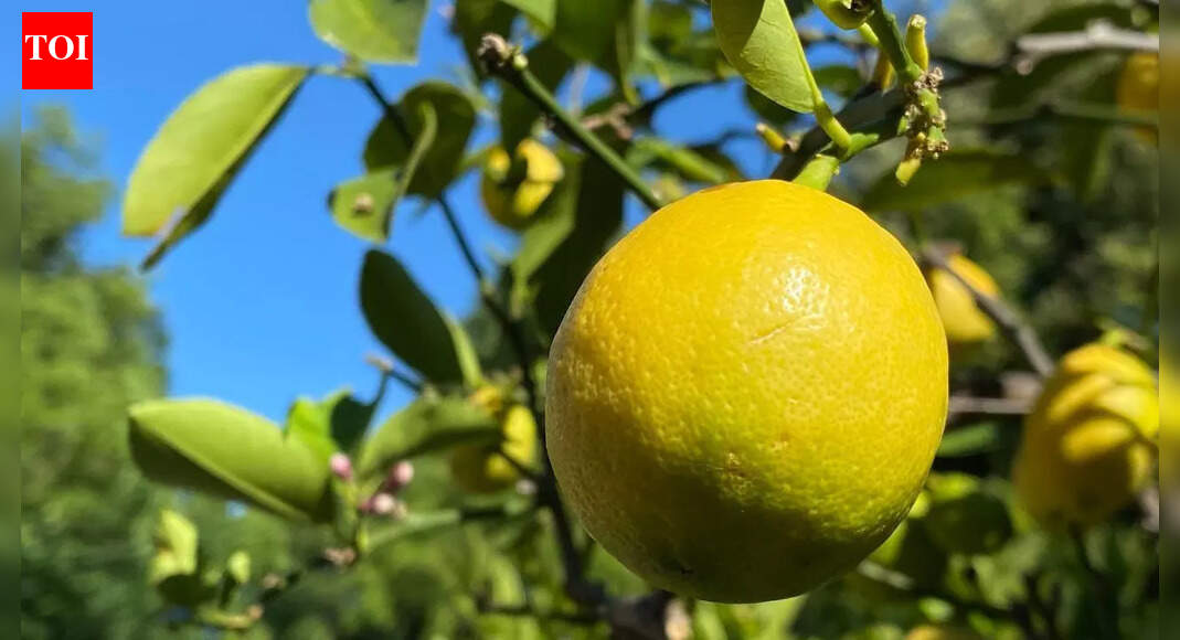 This variety of lemon is surprisingly easy to grow inside your home |