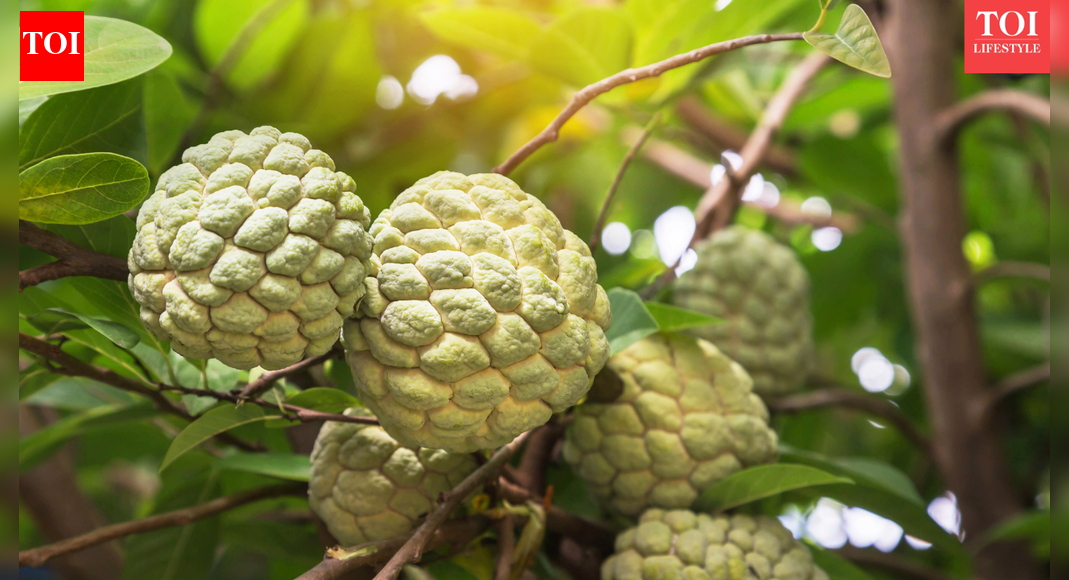 Custard apple, the creamy winter fruit that supports digestion and brain health
