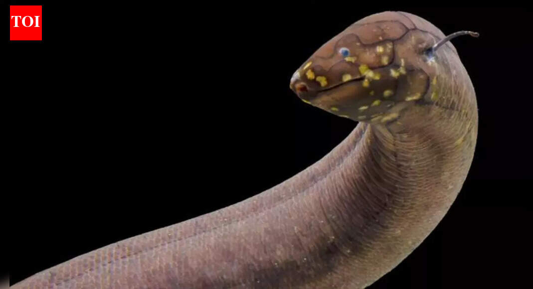 This ancient fish has a genome so massive it dwarfs humans by 30 times