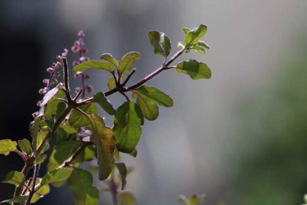 7 care tips for Tulsi plant in winter |