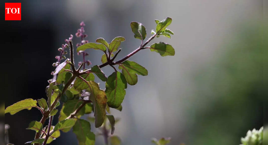 7 care tips for Tulsi plant in winter |