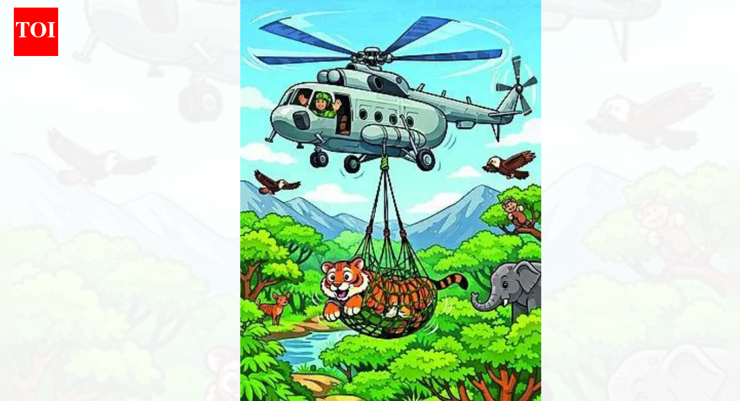 BHOPAL: A three-year-old tigress was airlifted from Pench Tiger Reserve in Madhya Pradesh to Ramgarh Vishdhari Tiger Reserve in Rajasthan on an IAF helicopter on Sunday, marking a key step in a renewed inter-state tiger translocation programme.According to forest officials, the operation followed nearly a month of intensive groundwork in Pench. Around 50 AI-enabled camera traps and motion-sensor cameras were installed across Kurai & Rukhad ranges to track the tigress’s movement patterns, territory use and daily activity. Camera data was reviewed twice daily by field teams, enabling officers to identify a safe capture window.Saturday, teams moved into position to minimise disturbance. “Margin for error in such operations is extremely small. Every step, from tracking to flight, was planned in advance,” an officer involved in the operation said.Wildlife veterinarians tranquillised the tigress strictly as per protocol, while ground staff secured the area to ensure there was no civilian movement. Veterinarians conducted a health examination before placing the animal in a specially-designed transport crate with proper ventilation and monitoring access. Her vitals were monitored as the crate was moved to a designated helipad inside the reserve.An Mi-17 helicopter landed at first light, and loading was completed swiftly to limit ground time. Senior veterinarians and forest officers from MP and Rajasthan accompanied the tigress onboard, monitoring her condition throughout the flight. Officials said airlifting was preferred over road transport to sharply reduce travel time and stress on the animal, and to avoid moving through forest corridors and human-dominated landscapes.The operation is being seen as a template for future inter-state tiger translocations approved by NTCA, which has approved translocation of 15 tigers from MP to Rajasthan, Chhattisgarh and Odisha as part of a broader conservation push.End of ArticleFollow Us On Social MediaVideosSikh Nagar Kirtan In New Zealand Disrupted By Protesters; Mann, Badal Urge Centre To Intervene‘Not Misleading Propaganda’: Bangladesh Responds To India Over Delhi High Commission Protest‘Have To Stay United’: RSS Chief Mohan Bhagwat On Atrocities Against Hindus In BangladeshIndia Rejects Dhaka Media Reports On Protest Outside Bangladesh HC, Flags Attack Against MinoritiesViewing ‘Sangh’ Through the Lens of the BJP Is a Huge Mistake, Says RSS Chief Mohan BhagwatBangladesh Arrests 10 After Brutal Killing of Hindu Youth in Mymensingh“Generation After Generation”: Yunus Vows To Fulfil Sharif Osman Hadi’s Vision And IdealsMassive Crowds Gather in Dhaka for State Funeral of Slain Youth Icon Osman HadiPAK Citizens Criticize “Weak Judiciary” As Imran Khan’s Prison Term Is IncreasedHindu Lynching Sparks Outrage: Shashi Tharoor Warns On Mob Rule, Priyanka Blasts Modi Govt Silence123Photostories5 best oils to apply on the navel: Benefits, uses, and what to know before trying them7 indoor exercises that can strengthen muscles in people above 405 essential tips to stay healthy if you work night shifts5 things one must always donate in temples and whyBenjamin Franklin once said, “An investment in knowledge pays the best interest”: 5 lessons it teaches studentsWhy your brain does not want you to multitaskBigg Boss Telugu 9: Meet the finalists of the season10 tips for good mental health you should be taking to 20268 life lessons from “Man’s Search for Meaning” by Viktor FranklWorld Saree Day: 5 sarees from Incredible India that put the country on the global fashion map123Hot PicksTom BradyEpstein files releasedTim SaunderGold rate todaySilver rate todayPublic Holidays DecemberBank Holidays DecemberTop TrendingJosh Allen Luxury Car CollectionRandi MahomesAuston MatthewsPatrick MahomesJeremy Doku and Shireen Doku Net WorthUPPSC LT Grade Teacher ExamPaul Heyman and Marla Heyman Net WorthBengaluru TempeturePM Modi HelicopterRailway Fare Hike