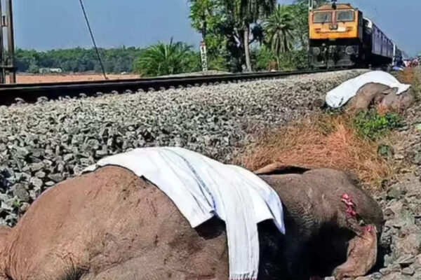 Assam train tragedy: Elephant toll rises to 8; Jharkhand cancels 8 trains from Dec 22–24, NE imposes curbs | Guwahati News