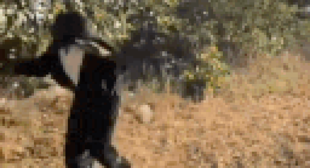 Monkey menace meets jugaad in Telangana: Newly-elected sarpanch scares animals wearing bear suit; video goes viral