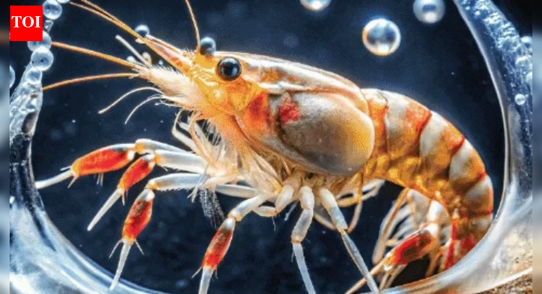 Louder than jet engines: How snapping shrimp disrupt undersea studies