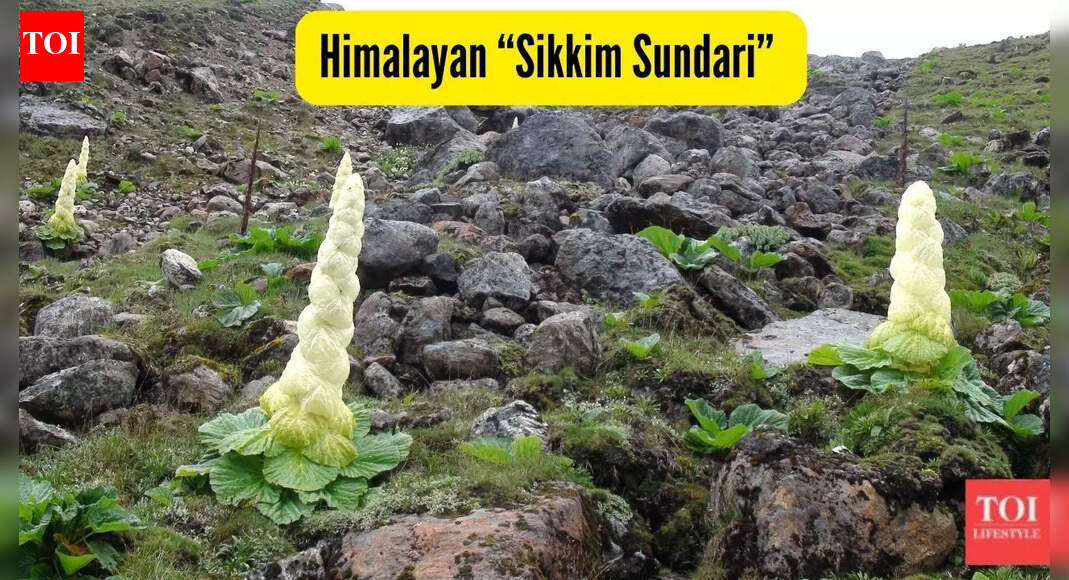 How Anand Mahindra’s post about this rare Himalayan “Sikkim Sundari” is a perfect travel inspiration
