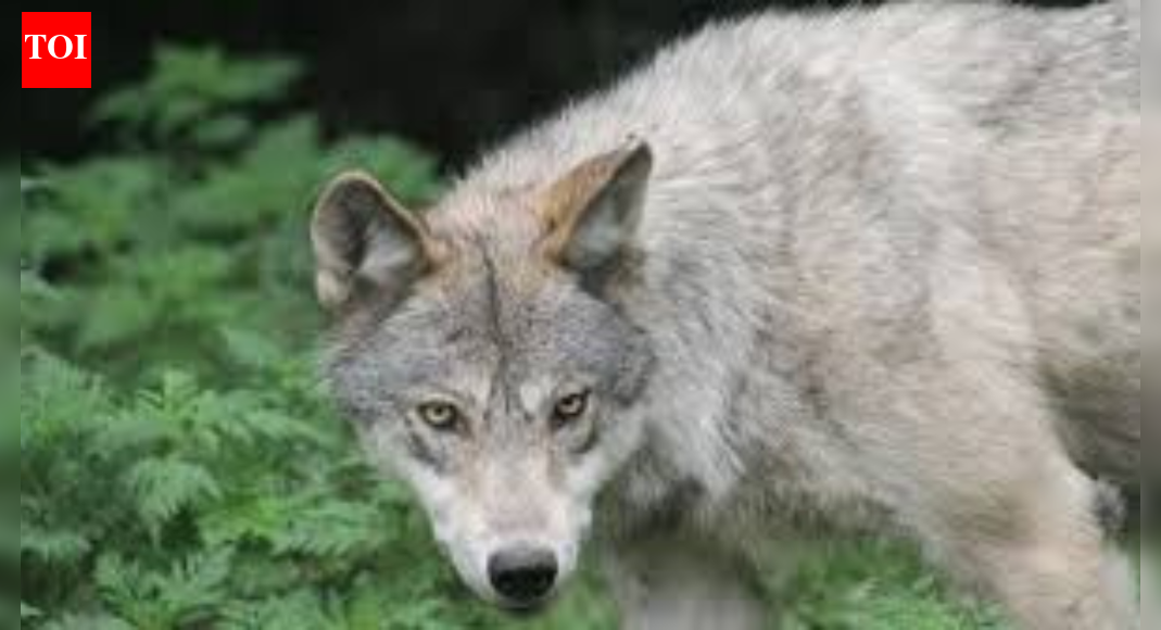 Wolf kills 3-year-old boy in Bahraich, panic grips locals | India News