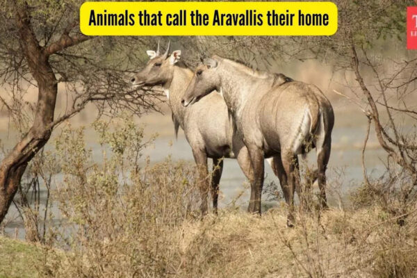 7 incredible animals that call Aravallis their home and where to spot them