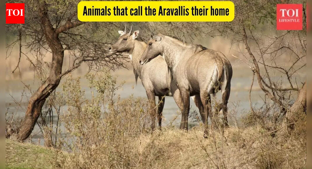 7 incredible animals that call Aravallis their home and where to spot them