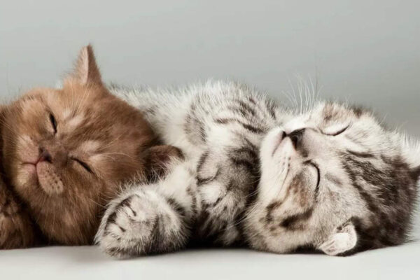 How long can you safely leave your cat alone at home |