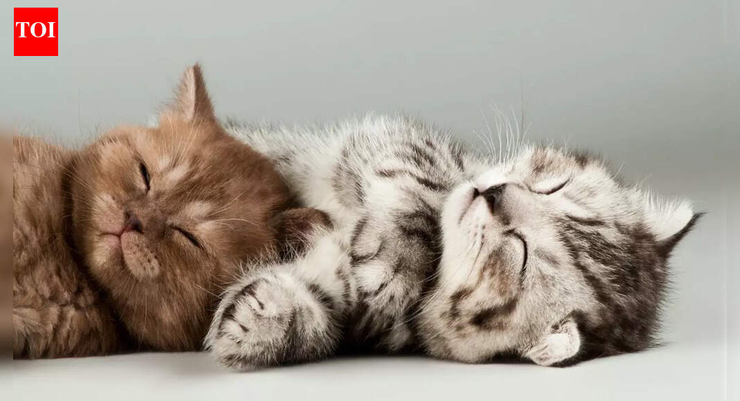 How long can you safely leave your cat alone at home |