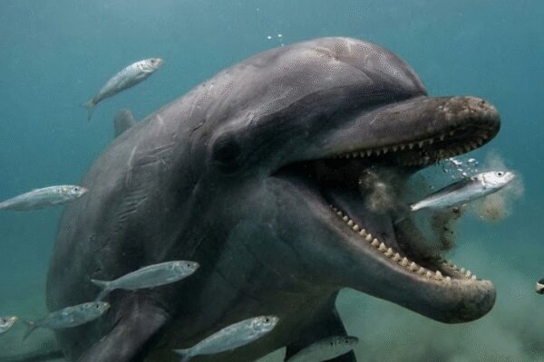 Dolphins aren’t cute : GoPro footage shows brutal, unsettling reality of how they hunt |