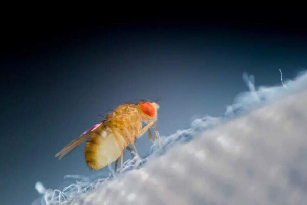How insects could help NASA build life on the Moon and Mars