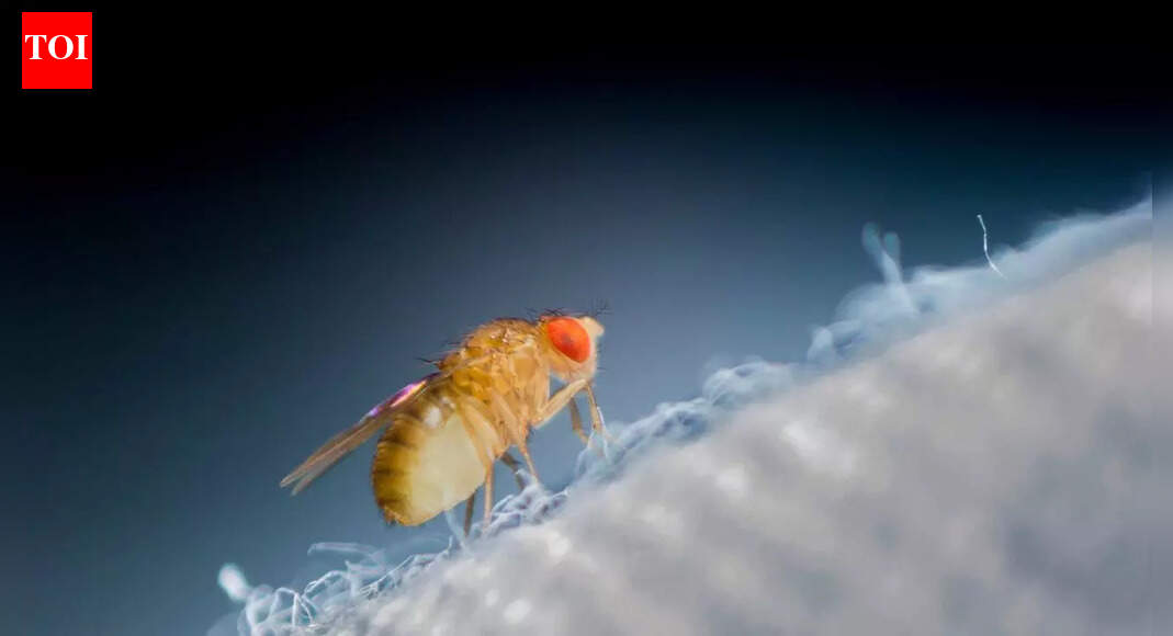 How insects could help NASA build life on the Moon and Mars