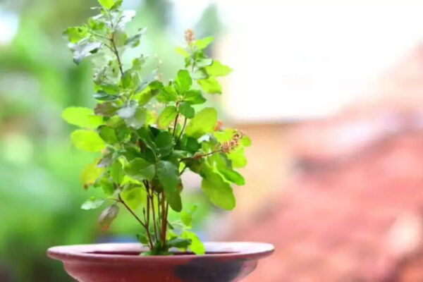 Tulsi Plant: 5 Benefits of keeping Tulsi at home