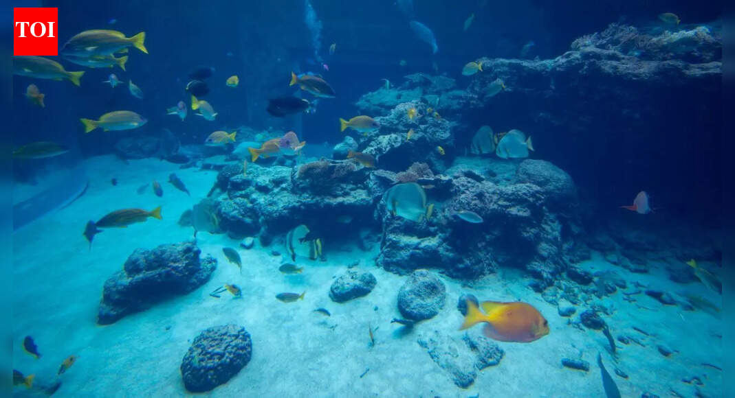 Brown algae in aquariums: What causes it, how to remove it, and prevent it from returning |