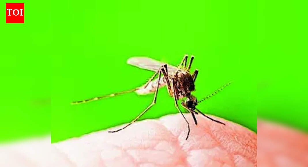 Representational image NEW DELHI: India’s malaria burden has shrunk sharply over the past decade and is now increasingly confined to specific districts and pockets, particularly in parts of Mizoram and Tripura, even as most of the country moves closer to elimination, according to the Malaria Elimination Technical Report 2025. The report notes a clear geographic contraction of malaria transmission. While multiple states and Union territories accounted for high malaria burden in 2015, sustained interventions have pushed most regions into low- or very low-transmission categories. What remains, the report stresses, is focal transmission concentrated in select districts, mainly in forested, tribal, and border areas.National data reflect the scale of progress. Reported malaria cases declined from about 11.7 lakh in 2015 to around 2.27 lakh in 2023, a reduction of nearly 80%, while deaths fell from 384 to 83 during the same period. These gains have moved India firmly into a high-impact, low-transmission phase, the report says.Several states that once contributed heavily to the national caseload — including Odisha, Chhattisgarh, Jharkhand, and Meghalaya — have seen sustained declines and are no longer categorised as high-burden at the state level. Other regions such as the Andaman & Nicobar Islands, Madhya Pradesh, Arunachal Pradesh, and Dadra & Nagar Haveli are now reporting only sporadic cases.At the same time, the report cautions that remaining malaria transmission is increasingly heterogeneous, with clusters persisting in difficult-to-reach districts. In the Northeast, districts in Mizoram and Tripura continue to report malaria due to a combination of factors such as forest cover, cross-border movement, seasonal migration, and challenges in early diagnosis and follow-up.Elimination gains are already visible at the local level. Ladakh, Lakshadweep, and Puducherry reported zero indigenous malaria cases, while 122 districts nationwide recorded no malaria cases in 2023, indicating that district-level elimination is advancing faster than statewide milestones.However, as case numbers decline, the report flags new risks. Asymptomatic infections, reduced vigilance, and the emergence of urban malaria linked to construction activity and mosquito breeding in cities could threaten progress if surveillance weakens. The final phase, experts warn, will require precision rather than scale.India has set a national target to eliminate malaria by 2030, with some states aiming to achieve zero transmission earlier. The report concludes that while malaria is no longer a nationwide threat, finishing the job will depend on sustained surveillance, district-specific strategies, and uninterrupted funding in the remaining high-risk pockets.About the AuthorAnuja JaiswalAnuja Jaiswal is a Senior Assistant Editor at The Times of India, with an impressive 18-year career in narrative journalism. She specializes in health and heritage reporting, expertly simplifying complex health information to make it engaging and understandable for readers. Her deep dives into heritage topics are well-researched, resulting in captivating narratives that resonate with her audience. Over the years, she has worked in Chandigarh, Chhattisgarh and West UP, gaining diverse on-ground experience that shapes her storytelling.Read MoreEnd of ArticleFollow Us On Social MediaVideosRed Line From New Delhi: India Calls Out Yunus Govt As Minority Attacks In Bangladesh EscalateMyanmar Heads to Polls After Five Years as Rights Groups Slam Military-Run Process’Can You Elect A Non-Muslim?’ Indian Student Dismantles Pakistan On Minority Rights, DemocracySix Shots On AMU Campus Kill Teacher As CCTV Shows Killers Firing Into His Head After He Fell DownPutin Called Pakistan A Junta With Nukes As Bush Feared Nuclear Leaks To Iran, Reveal TranscriptsTwo Indians Killed In Canada Within A Few Days, Families Raise Question On Safety Of Students AbroadUnnao Rape Convict Kuldeep Sengar’s Bail Triggers Protests In Delhi, Victim’s Mother Demands Hanging’Burn Houses, Murder People’: Brisbane Imam’s Expose of Pakistan’s Attitude Towards MinoritiesBig Test For BNP Chief Tarique Rahman To Rein In Islamists, Calm Bangladesh Amid Violence: Ex-Envoys’Not Genocide But Anger Against Govt’: Cleric On Bangladesh Unrest, Questions Selective Outrage123Photostories5 types of demons as per mythologyand what do they signifyAhead of ‘Jana Nayagan’ audio launch: Revisiting Thalapathy Vijay’s most ICONIC audio launch moments10 books whose first line is enough to convince anyone to read them6 stinkiest foods in the world you won’t believe people eat8 villages in India that are experiences, not just destinations’Timeless message of love, peace and compassion’: PM Modi joins Christmas prayers at Delhi cathedral – In picsFrom Mouni Roy to Tejasswi Prakash: A look back at the leading ladies of ‘Naagin’ ahead of season 7 releaseDelhi’s major wholesale markets one must explore as a tourist5 viral fashion trends and aesthetics that took over Instagram feeds in 2025How to be a good dad: 10 ways to be the father you always wished for123Hot PicksUAE WeatherPAN-Aadhaar linkingAmrit MondalGold rate todayIncome Tax RefundIndian Railways fareBank Holidays DecemberTop TrendingCharles BarkleyAnthony DavisStephen CurryJaipur Mosque ViolenceTravis KelceConor McgregorShivank AvasthiSophie CunninghamVanessa BryantUS Strike Nigeria