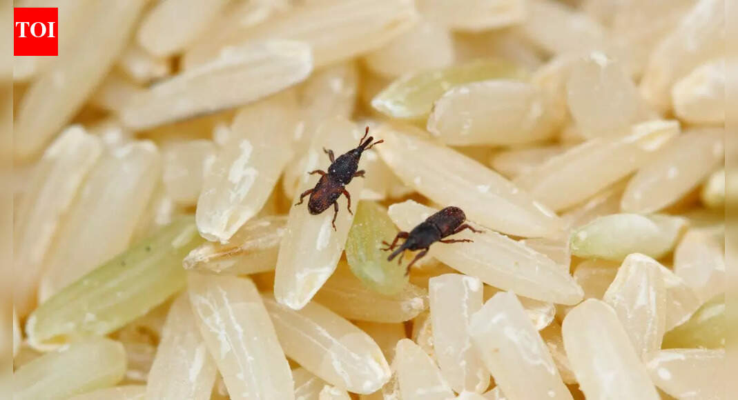 Tiny bugs in your rice? How rice weevils start and how to stop them |