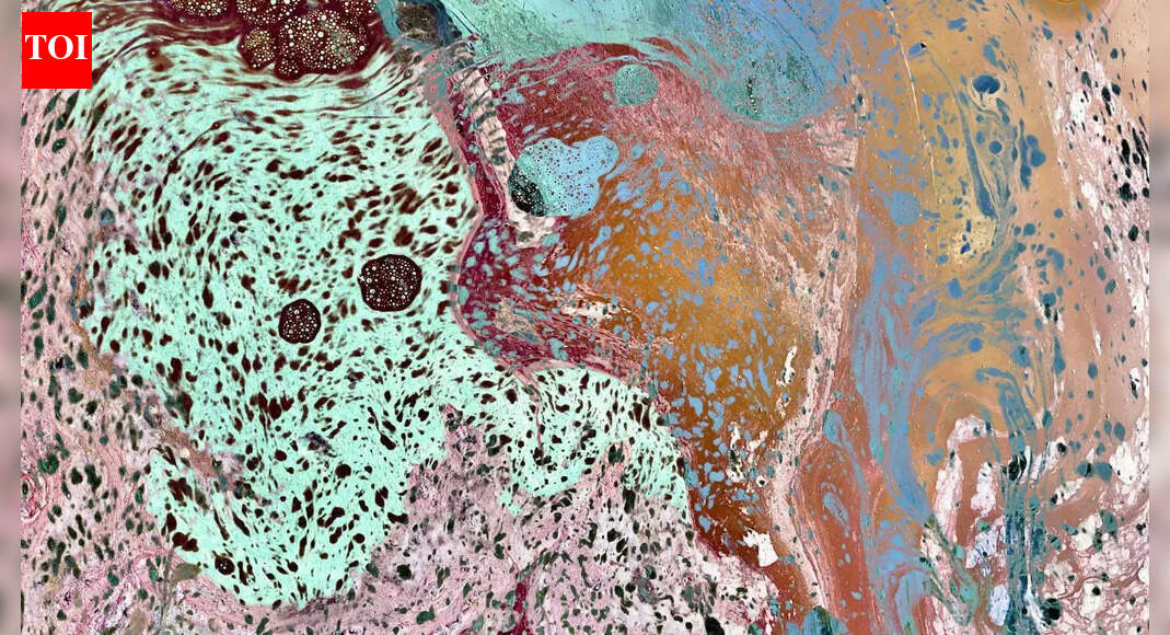 . In the open-air plaza of Mumbai’s oldest museum, a long, zig-zag wall of cloth ripples in the breeze. At first glance, it looks like a giant curtain. Step closer to squint at the crimson prints on it and the cloth becomes a partition: neat plant patterns on one side and chaotic termite marks on the other. Block-printed deliberately with dyes from homegrown shrubs like babool and karonda, this 20-metre-long cotton wall at the Dr Bhau Daji Lad Museum quietly leads visitors back to a little-known 4,000-km hedge that once formed a thorny botanical border across India, buzzing with birds and bees.Part hedge, part fence, the Inland Customs Line — a forgotten boundary created by the British in the 19th century to enforce the Empire’s deadly salt tax— is the centrepiece of ‘Salt Lines’, the first Indian solo exhibition by artist duo Himali Singh Soin and David Soin Tappeser who go by Hylozoic/Desires.Created in collaboration with RMZ Foundation and India Art Fair and supported by Alkazi Foundation, the show revisits the colonial 4,000km long border of which 2,500km constituted a fence of plants also known as ‘The Great Hedge of India’. Stretching from the Himalayas to the Bay of Bengal and patrolled by thousands of customs staff, the hedge–described as “utterly impassable to man or beast”–was built by the East India Company and later the British Raj to enforce the salt tax in the mid nineteenth century. “We first stumbled upon the incredible history of the Inland Customs Line when we were doing more general research on… salt,” the artists say. Its scale shocked them: “It seemed improbable to us that such a large botanical infrastructure could have existed for much of the 19th century without everyone knowing about it.”Salt, which had been lightly taxed under earlier Indian rulers and the Mughals, became one of the British Empire’s most lucrative revenue streams after Bengal Presidency governor Robert Clive’s victory at The Battle of Plassey in 1757. Through monopolies and price controls, the East India Company’s officials forced peasants and merchants to buy salt from government depots at inflated rates. Even during the catastrophic Bengal famine of 1770, which killed an estimated ten million people, land revenue and salt taxes were collected in full.Originally consisting of thorny branches and deadwood piled into a crude fence, it was designed to stop smugglers from moving coastal salt into British-controlled territories, where it was heavily taxed. From the 1860s, the British began converting it into a living hedge, planting hardy native shrubs, digging trenches, building embankments, and maintaining a patrol road. Under officials such as AO Hume, entire teams tended the hedge, watering, pruning, and replanting it.Between 1867 and 1870, Hume oversaw a dramatic expansion of the hedge. By 1869 it stretched more than 2,300 miles from the Indus to the Mahanadi, patrolled by nearly 12,000 men. The line snaked through what is now Pakistan, skirted Delhi, passed Agra, Jhansi, Hoshangabad, Khandwa, Chandrapur and Raipur, and terminated in present-day Odisha. Where living shrubs failed due to rocky soil or frost, stone walls were erected instead; elsewhere, dry hedges of dwarf Indian plum had to be rebuilt constantly after damage from insects, fire and storms.At its height, the hedge was said to be up to 12 feet high and 14 feet thick, made of tightly trimmed trees and shrubs of babool, Indian plum, carounda, prickly pear, and thuer, depending on the soil and climate, with a thorny creeper woven throughout. By the 1870s, more than 14,000 men were employed to guard and maintain it, making it one of the largest security operations in the subcontinent. “On no branch of their duties have the whole establishment bestowed anything like so much time, labour, care, and thought, as on the rearing of this barrier…after all it must be remembered that our barrier is to the Line what the Great Wall once was to China: alike its greatest work and its chiefest safeguard,” wrote Hume. The hedge was lost in the archives, say the artists who scoured the National Archives of India, the British Library, the South London Botanical Institute, the Alkazi Collections and more for its history. “We found textual evidence… but no imagery.” To fill the gap, they created speculative visual records such as re-enactments at Sambhar Lake, an important British salt outpost, and AI-generated images, printed using a 19th-century salt process and toned with gold.At the centre of ‘Salt Lines’ is ‘The Hedge of Halomancy’ (2025), a 23-minute film. It follows Mayalee, a courtesan known to history for resisting the British. “She refuses the British administrators… when they attempt to replace her traditional salt stipend with cash payments,” the artists explain. Salt, in the film, becomes material and metaphor. A three-dimensional salt crystal acts as “a magical talisman,” linking Mayalee to Hume and, symbolically, to Gandhi’s march to Dandi. In another room called the ‘Salt Office’, historical salt-tax objects including two photographs of Bombay’s salt satyagraha from the Alkazi Collection sit beside Salt Prints (2024). “Salt is an acid and a base, an amazing symbol of equilibrium,” the artists say. Sound underscores this tension. “The speculative chapters… are underpinned by bansuri and sitar,” says David. The archival sections use “tuba and percussion,” echoing British military bands and their transformation into Indian wedding music.How did the hedge disappear from public imagination? Nature played the first role. “Termites… begin to eat into the hedge,” the artists note. “Winds, rats, tigers stormed through parts of the hedge.” Human anger, it seems, finished the job. “During the 1857 mutiny, people burnt parts of the hedge down in fury.” When the British gained control over salt-producing regions like Sambhar Lake, they found a cheaper way to tax salt at its source. The hedge — expensive and unwieldy — was dismantled on April 1, 1879. Nature reclaimed it. The living shrubs died or were cut; deadwood was carted off by villagers; embankments eroded. Within decades, almost nothing remained. “The natural world’s resistance not only contributed to the fall of the hedge but also to its utter erasure from history,” say the artists.Many historians had never heard of it until British writer Roy Moxham rediscovered it in the 1990s, travelling across India to piece together its remnants for his book ‘The Great Hedge of India’. “People seldom realise how critical salt is to health,” wrote Moxham. “And yet, it seems inconceivable to me how this incredibly painful part of history, the immense abuse people endured at this time, could be so utterly forgotten.”When he set out to find the remnants of the Customs Hedge, Moxham had imagined the barrier as a piece of British whimsy constructed to collect a minor tax. Along the way, he realized that the men posted along it, mostly local recruits, worked in isolation for months, patrolling harsh terrain with sticks, whips, and firearms. Those caught bypassing the hedge faced imprisonment. Famine, he discovered, was worsened by the Salt Tax. In 1877–’78, crops failed from poor rains in the North-Western Provinces while grain was exported, causing starvation. Official reports recorded 1.3 million deaths, with most deaths attributed to disease rather than hunger, though salt deficiency increased mortality. “I had assumed it was merely a flamboyant boundary, perhaps fashioned by administrators with fond memories of English hedgerows,” wrote Moxham. “It was a terrible discovery to find that it had been constructed, and ruthlessly policed, so as to totally cut off an affordable supply of an absolute necessity of life,” he concluded. The hedge entered public conversation again in recent years. In 2022, UK-based runner Hannah Cox set out to trace the forgotten border by running 100 marathons in 100 days, following the path of the Great Hedge across the country. Her journey — physically retracing a line most Indians have never seen — sparked renewed interest in how a structure so long, so intrusive, and so central to colonial revenue vanished almost without a trace.It is fitting that the exhibition sits inside the Dr Bhau Daji Lad Museum, Mumbai’s oldest, built by the British in 1857 as the Victoria & Albert Museum, Bombay. For the artists, its vitrines and industrial models echo the themes of extraction in the exhibition while Tasneem Zakaria Mehta, the museum’s managing trustee and director, says ‘Salt Lines’ allows the institution to “engage with the nature of colonial artistic production… including local people who harvested and consumed salt.”As visitors leave ‘Salt Lines’, Hylozoic/Desires offer a last thought — a reminder of what the exhibition ultimately attempts: “All we know is that the artist’s work is to research rigorously, and then… enter into the missing gaps of history and the doubt of the future, and imagine how else we can be.” End of ArticleFollow Us On Social MediaVideos’MGNREGA Bachao Abhiyan’: Congress Announces Nationwide Protest Against VB-G RAM G ActShimla Hospital Assault: Doctors’ Strike Cripples OPDs, Surgeries Across Himachal PradeshCongress Rift Out In Open? Digvijaya Singh’s Modi-RSS Praise Draws Jibes From BJP Amid CWC MeetMass Exodus Of Skilled Professionals In Pakistan: Report Exposes Asim Munir’s ‘Brain Gain’ ClaimBJP Alleges Anti-India Global Nexus As Congress Leader Rahul Gandhi’s Germany Visit Sparks Fresh RowIndia, Asia Are Rising As Global Epicentres While US, Europe Lose Grip On Power: Russian AmbassadorCWC Meet: Top Congress Leaders Huddle Up In Delhi, Discuss Action Against Govt On G RAM G LawOperation Aaghat 3.0 Crushes Crime As Delhi Police Arrest 660 Accused Ahead Of New Year CelebrationsBJP MP Anurag Thakur Links Ram Name Objection to Congress Decline, Defends New Rural Jobs LawNew Zealand PM Defends India FTA as Economic Game Changer Despite Sharp Objections from Ally123PhotostoriesDementia symptoms: The Quiet Red Flags That Have Nothing to Do With Memory LossTop medical advice from doctors that went viral in 2025The Inner Strength You Discovered This Year Based On Your Birth DatePull&Bear to Bershka: We bet you didn’t know Zara has these sister brandsSaffron, dates, and almonds: The holy trinity to help boost your immunity in winterPsychology reveals: People raised in lower-middle-class families often develop these 5 habits and qualities the rich don’t5 life-threatening diseases linked to air pollutionEggs from around the world: How different countries make their eggsFrom Ayesha Singh to Farrhana Bhatt, TV stars who rocked the ‘no make-up’ trend6 timeless books that explore friendship in literature123Hot PicksUAE WeatherPAN-Aadhaar linkingAmrit MondalGold rate todayIncome Tax RefundIndian Railways fareBank Holidays DecemberTop TrendingFrank Lampard and Christine Lampard Net WorthJordan Spieth Net WorthRicky Tiedemann InjuryBode Miller Net WorthTravis KelceAnthony JoshuaPatrick MahomesRaghav ChadhaBryan Woo Net WorthNBA Playoff