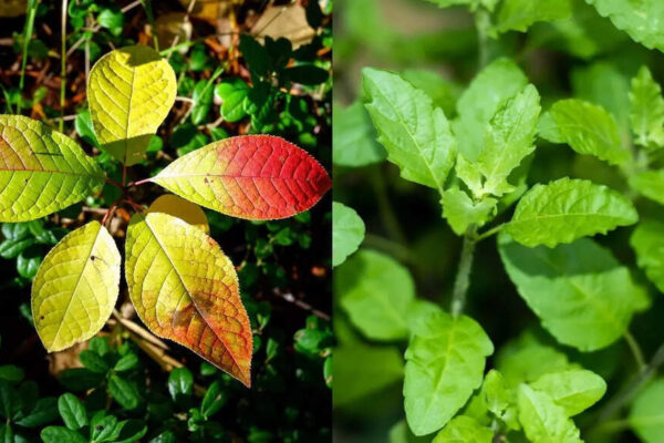 Can a bael-tulsi drink help manage blood sugar naturally |