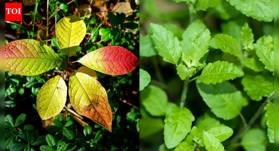 Can a bael-tulsi drink help manage blood sugar naturally |