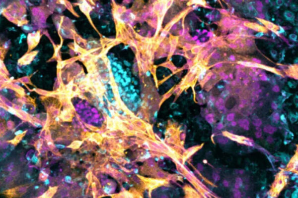 Recreating the human womb in the lab: How early-stage embryos implant, communicate, and offer new insights into pregnancy