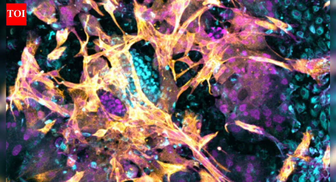 Recreating the human womb in the lab: How early-stage embryos implant, communicate, and offer new insights into pregnancy