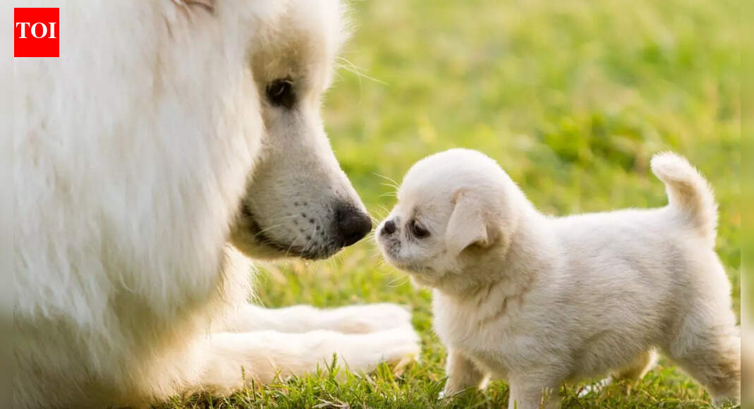 Inhumane act: Puppies burned to death in West Bengal for whimpering in cold; animal lovers protest