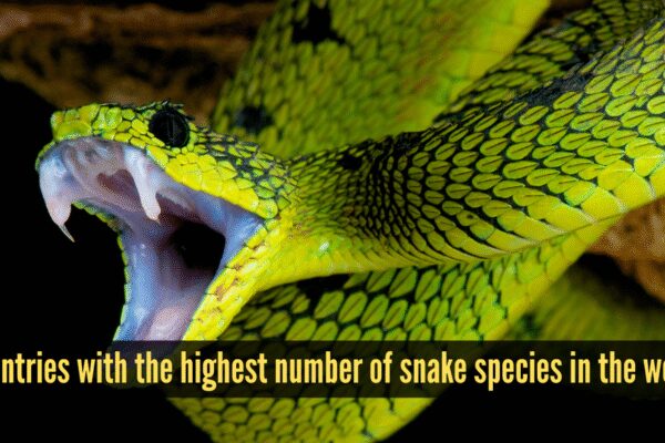 10 countries with the highest number of snake species in the world