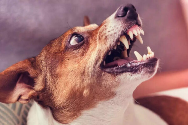 Rabies scare in UP: Funeral raita triggers panic; 200 rush for shots after milk from dog-bitten buffalo used