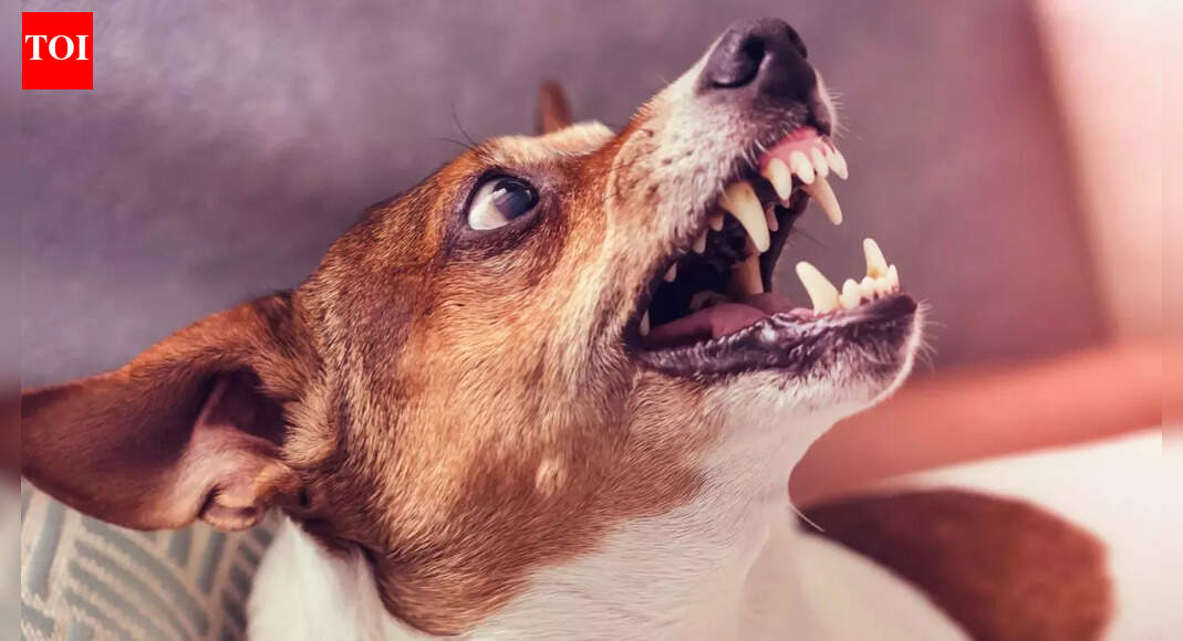 Rabies scare in UP: Funeral raita triggers panic; 200 rush for shots after milk from dog-bitten buffalo used