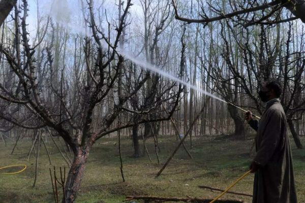 ‘An apple a day’ — but at what cost? Kashmir’s orchards raise health alarm