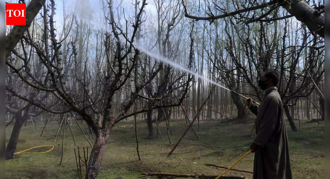 ‘An apple a day’ — but at what cost? Kashmir’s orchards raise health alarm