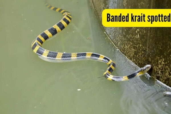 A rare venomous snake spotted in this part of India; video goes viral