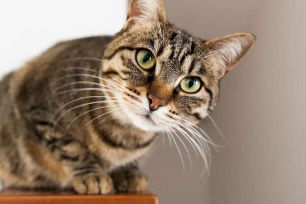 Why your cat stares at you in the middle of the night |