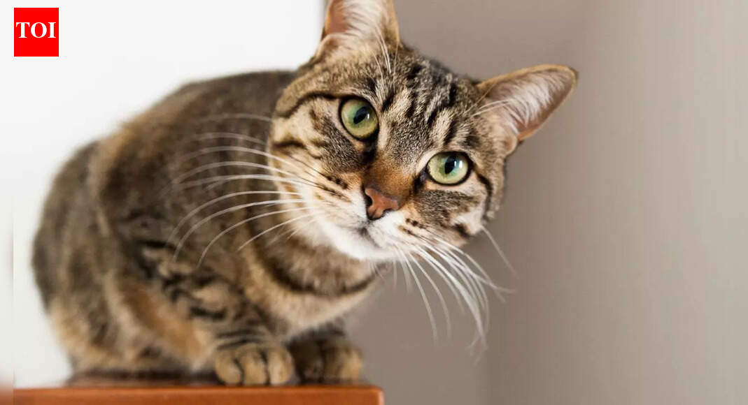 Why your cat stares at you in the middle of the night |