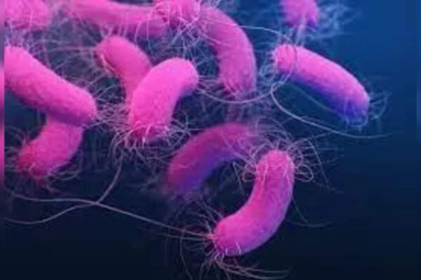 NEW DELHI: A healthy gut may be far more important for women’s bone health than previously believed. New research conducted by AIIMS has uncovered a critical immune mechanism linking gut bacteria to bone loss in postmenopausal women, raising the possibility of preventing osteoporosis through safer, non-hormonal approaches such as probiotics.For decades, osteoporosis was largely seen as a consequence of ageing and declining oestrogen levels. Scientists now say the disease is also driven by immune imbalance — a concept termed Immunoporosis by Dr Rupesh K Srivastava, Additional Professor in Translational Immunology, Osteoimmunology and Immunoporosis Lab, an ICMR-collaborative centre of excellence in bone health.Common myths around menopause we need to stop believingThe latest study shows that oestrogen deficiency after menopause triggers chronic inflammation, which disrupts immune cells responsible for maintaining bone strength. At the centre of this process are regulatory T cells, or Tregs — immune cells that normally help keep inflammation in check. Researchers found that menopause upsets the balance between different Treg populations, particularly those generated in peripheral tissues such as the gut. As this balance collapses, protective Tregs are diverted towards becoming inflammatory Th17 cells, which actively promote bone breakdown.This immune shift, Srivastava says, accelerates bone loss and plays a pivotal role in postmenopausal osteoporosis. Crucially, the study identifies the gut as the primary site where this damage unfolds. The breakthrough came when researchers tested the effect of Lactobacillus acidophilus, a commonly used probiotic. Supplementation with the beneficial bacteria restored immune balance in the gut, reversing the rise in Th17 cells and stabilising protective Tregs. This effect was driven by butyrate, a gut-derived compound known for its anti-inflammatory properties.Even more striking, immune cells “primed” by butyrate showed a significantly reduced ability to activate osteoclasts — the cells responsible for bone erosion — directly linking gut immunity to bone preservation. Researchers say this is the first study to clearly identify a gut-based immune pathway driving postmenopausal osteoporosis. The findings reinforce growing evidence that osteoporosis is not merely a bone disorder but a systemic immune condition influenced by gut health.With long-term safety concerns surrounding many osteoporosis drugs, experts believe the discovery could reshape future treatment strategies. Probiotics and other immune-modulating therapies may eventually complement — or in some cases reduce reliance on — conventional medications, offering women a safer way to protect bone health after menopause. The study adds to mounting scientific consensus: caring for the gut may be key to safeguarding skeletal health.About the AuthorAnuja JaiswalAnuja Jaiswal is a Senior Assistant Editor at The Times of India, with an impressive 18-year career in narrative journalism. She specializes in health and heritage reporting, expertly simplifying complex health information to make it engaging and understandable for readers. Her deep dives into heritage topics are well-researched, resulting in captivating narratives that resonate with her audience. Over the years, she has worked in Chandigarh, Chhattisgarh and West UP, gaining diverse on-ground experience that shapes her storytelling.Read MoreEnd of ArticleFollow Us On Social MediaVideosSupreme Court Halts Bail For Ex-BJP MLA Kuldeep Sengar In Unnao Rape Case, Signals Tough Stand’Called Chinki, Chinese, Momo’: Tripura Student’s Killing In Dehradun Triggers Protests Across StateBangladesh Faces Political Rupture As Student Leaders Back Jamaat While Minority Attacks ContinueAt Least One Dead After Fire Engulfs 2 Coaches Of Ernakulam Express With 158 On Board In Andhra“Violence Being Used to Stop Polls”: Ex-Spy Lucky Bisht on Bangladesh KillingsOwaisi Urges Protection of Bangladesh Minorities Ahead of February Polls‘Love Jihad Claim False’: UP Woman Speaks Out After Bajrang Dal Crashes BirthdayUnnao Rape Case: Activists Protest Outside Delhi High Court Over Sengar BailShashi Tharoor Responds To Digvijaya Singh, Says Congress Needs Discipline, Not Lessons From RSSPakistan FM Says Islamabad Will Proactively Rebuild Relations With Bangladesh Post Polls123PhotostoriesMumbai’s Bhandup Gets Connectivity Boost as New FOB Eases East–West Pedestrian MovementTop 5 richest cities in India by GDP in 2025Winter Special: How to make Lehsuni Chicken Curry for lunch10 Turkish desserts one must try at least once‘Lokah: Chapter One – Chandra’, ‘Laalo’ to ‘Su From So’: Regional movies that won hearts in 20255 major wedding trends of 2025 that might be seen in 2026 too10 most ordered dishes by Indians in 2025Asthma vs bronchitis: Key differences in symptoms and treatment methods10 countries with the highest number of snake species in the worldHow to make South Indian Spinach Idli for breakfast123Hot PicksSilver price todayPAN-Aadhaar linkingCristiano RonaldoGold rate todayIncome Tax RefundIndian Railways fareBank Holidays DecemberTop TrendingMatt Hardy and Reby Sky Net WorthTravis KelcePatrick MahomesRobert Kraft & Gayle Benson Net WorthAjit PawarLebron JamesWWE Raw PreviewUnnao Rape CaseRajkumar BafnaNew York Yankees