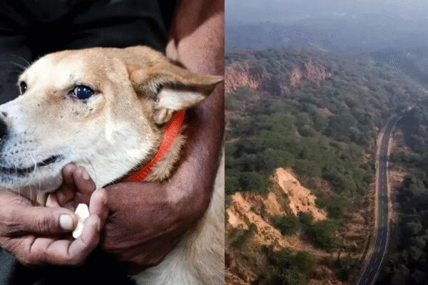 Image: ANI NEW DELHI: Supreme Court’s decision on Monday — its last working day of 2025 — to stay its own 40-day-old order on the Aravali controversy was only the latest in a series of flip flops witnessed in the year, during which orders were set aside within months after they were passed — a fact noticed by SC itself, which emphasized in one of its judgments that the trend would cost the court’s credibility.The cases and issues that witnessed judicial reversals include menace of stray dogs, a governor’s power regarding assent to bills forwarded by a state legislature, ban on firecrackers, retrospective environmental clearance, insolvency of Bhushan Steel Ltd, and finally, the Aravali controversy.This phenomenon of one bench’s order being overturned by another within a short interval, even when there was no change in circumstances, perhaps indicates that the original orders were passed in a hurry without analysing all relevant issues related to the case. It also reflects the judge-centric approach, rather than principle-centric approach, in deciding a case.In the Bhushan Steel case, SC on May 2 quashed acquisition of bankrupt company Bhushan Power & Steel Ltd (BPSL) by JSW Steel under the Insolvency and Bankruptcy Code (IBC) and ordered liquidation of the debt-laden company. Three months later, the court on July 31 recalled the order. It passed a judgment on Sept 26 upholding the National Company Law Appellate Tribunal’s decision approving the Rs 19,700-crore resolution plan of JSW Steel to takeover BPSLIn the stray dogs case, SC took suo motu cognisance and passed a slew of directions on Aug 11 for catching of strays and putting them in shelter homes in view of rising number of dog bites and death caused by rabies. The case was transferred to another bench within a week and the new bench had on Aug 22 modified the order and directed that strays after being sterilised, vaccinated must be released to their territories under the Animal Birth Control Rules and they should not be confined to shelter homes.A similar thing happened in the Vanashakti petition, when SC on May 16 declared ex post facto (retrospective) environmental clearances illegal under the Environment (Protection) Act but the three judge bench of the court by a 2:1 majority recalled that order in Nov.Expressing concern over benches overturning orders passed by earlier benches, SC mentioned this in a judgment delivered on Nov 26, and said that it was “painfully” observing this growing trend which would “undermine this court’s authority”.In a rare instance of self-introspection on SC’s functioning, a bench of Justices Dipankar Datta and AG Masih had said public confidence in the judiciary would be undermined if cases are reopened and special benches are set up to re-hear a case at the behest of some party aggrieved by the verdict.“In the recent past, we have rather painfully observed a growing trend in this Court (of which we too are an indispensable part) of verdicts pronounced by judges, whether still in office or not and irrespective of the time lapse since pronounced, being overturned by succeeding benches or specially constituted benches at the behest of some party aggrieved by the verdicts prior in point of time,” it had said.“To us, the object of Article 141 of the Constitution seems to be this: the pronouncement of a verdict by a bench on a particular issue of law (arising out of the facts involved) should settle the controversy, being final, and has to be followed by all courts as law declared by the Supreme Court,” the bench had said.It had held that judicial discipline, propriety and comity, which are also inseparable parts of a just and proper decision-making process, demand that a subsequent bench of different combination defers to the view expressed by the earlier bench, unless there is something so grossly erroneous on the face of the record or palpably wrong that it necessitates a re-look in exercise of inherent jurisdiction either by a review petition or through a curative petition.End of ArticleFollow Us On Social MediaVideos’Won’t Spare A Single Infiltrator’: Amit Shah’s Poll Promise In Assam, Slams Cong Over InfiltrationUnnao Rape Survivor Welcomes Supreme Court Order, Says Legal Fight To Continue Till Sengar Is HangedSupreme Court Stays Its Order On Aravalli Definition, Environment Minister Welcomes Move’Called Minor Matter, Refused FIR’: Tripura Student Angel Chakma’s Father Blasts Uttarakhand PoliceAustralia, US And UK Raise Alarm Over Fake Rabies Vaccine As India Pushes Back On ClaimsShashi Tharoor Slams Racial Attack and Murder of Tripura Student In Dehradun As ‘National Disgrace’India Dismisses Dhaka Claims On Hadi Killer Whereabouts As US Calls Hindu Lynching Horrific‘Misconstrued Remarks’: Lalit Modi Apologises After Viral Mallya Video Sparks OutrageArgentina Backs India’s Permanent UNSC Seat, Says World Order Has Changed Beyond 1945 ModelSupreme Court Halts Bail For Ex-BJP MLA Kuldeep Sengar In Unnao Rape Case, Signals Tough Stand123PhotostoriesWould you drive on these dangerous and unusual highways?Winter Special: How to make Matar ki Kachori for dinnerTV stars who ruled the headlines in 2025: From Gaurav Khanna to Tejasswi Prakash20 New Year’s resolutions worth making for 202610 powerful Haruki Murakami quotes that make you rethink lifeKidney health: 5 foods that help your kidneys effectively filter out toxins9 must-try iconic kebabs from around the worldBest crystal you can wear in the year 2026 based on your birth number5 times international celebrities championed Indian designers on stage in 20257 locations where the human body quietly repairs itself, according to experts123Hot PicksSilver price todayPAN-Aadhaar linkingCristiano RonaldoGold rate todayIncome Tax RefundIndian Railways fareBank Holidays DecemberTop TrendingMatt Hardy and Reby Sky Net WorthTravis KelcePatrick MahomesRobert Kraft & Gayle Benson Net WorthAjit PawarLebron JamesWWE Raw PreviewUnnao Rape CaseRajkumar BafnaNew York Yankees