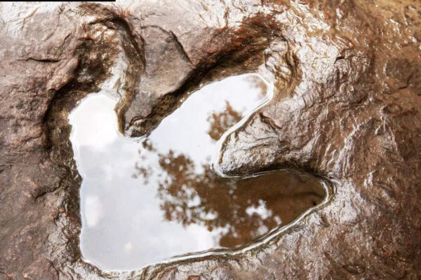 Scientists found more than 16,000 dinosaur footprints underwater in Bolivia |