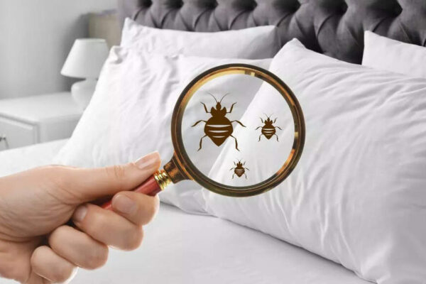 12 practical ways to keep bugs out of your home while you are on vacation |